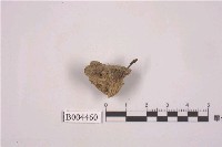 藏品(殼狀地衣 )的圖片